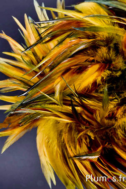 Hahnenfederkragen - Federlänge 10-15 cm - wildsalbei